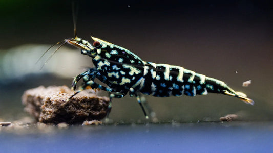 Crevette Galaxy Pinto Fishbone noire de NageoireBleue, vue rapprochée de la crevette colorée avec motif en os de poisson.