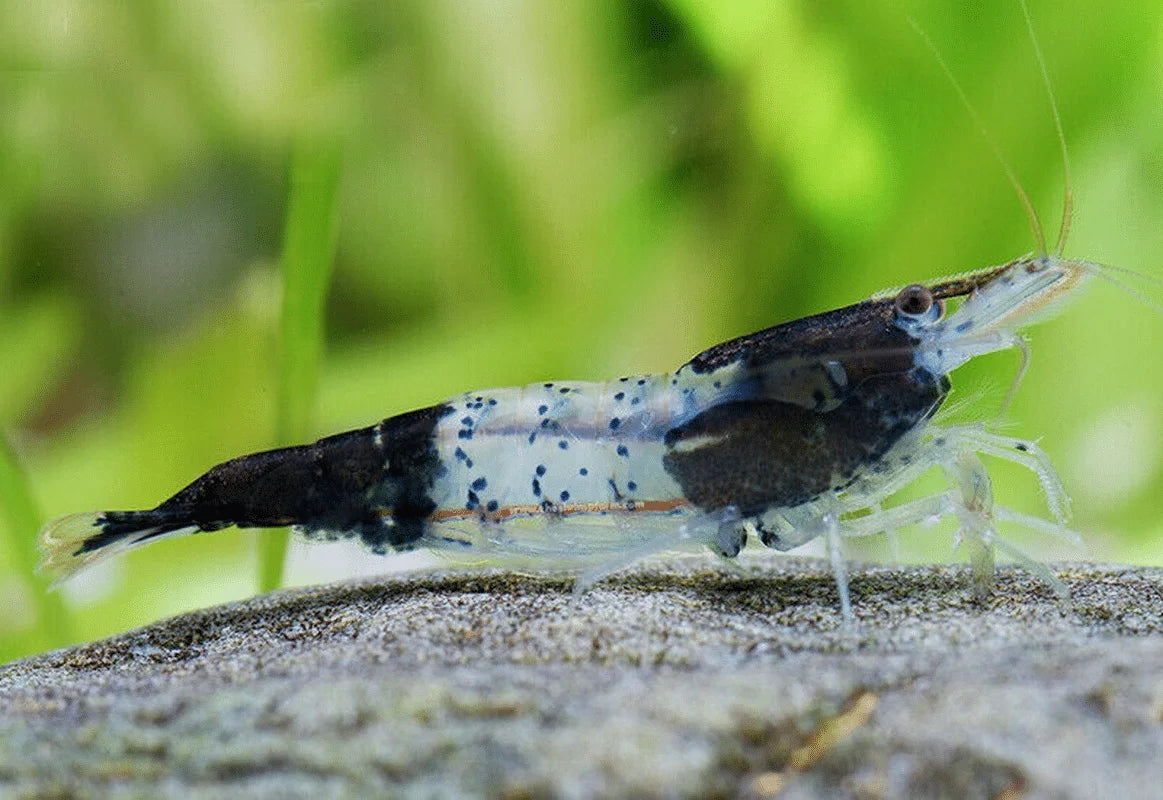 Crevette Rili Noire (Carbon Rili) - NageoireBleue