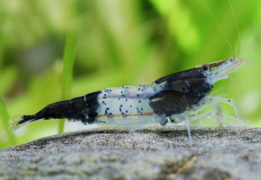 Crevette Rili Noire (Carbon Rili) de NageoireBleue, montrant sa carapace noire et ses détails fins.