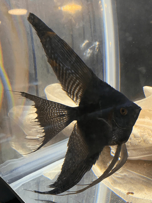 Scalaire noir "Veil Tail" - NageoireBleue