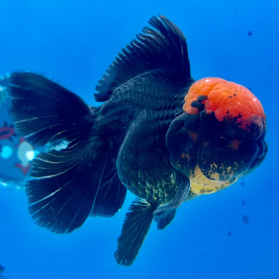 Oranda "Black toncho"(Disponible en magasin le 22/03/2026. Réservez dès maintenant ici) - NageoireBleue