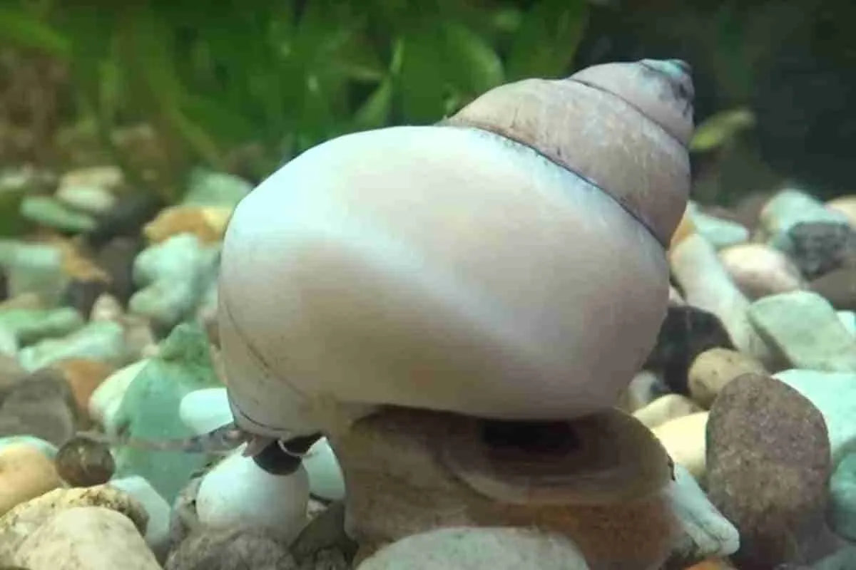 Vivipare de Martens (Filopaludina martensi)