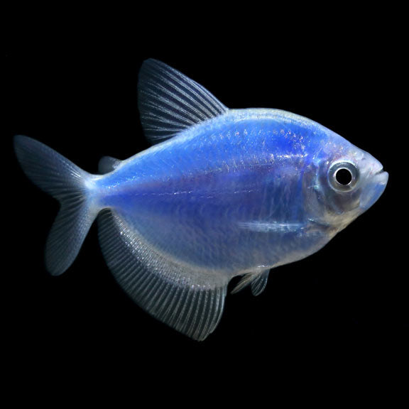 Poisson Tétra Glo - NageoireBleue