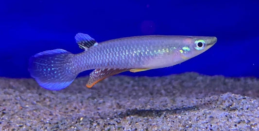Poisson killifish Panchax Bleue de NageoireBleue nageant dans un aquarium avec plantes aquatiques.