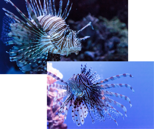 Black volitans lionfish LG Pterois Volitans - NageoireBleue