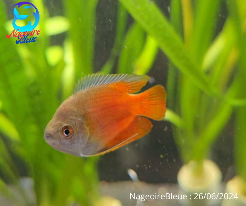 Gourami nain blood - NageoireBleue