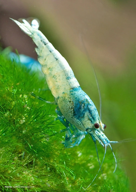 Crevette Blue Bolt - NageoireBleue