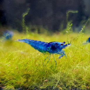 Crevette ''Blue Velvet'' - NageoireBleue