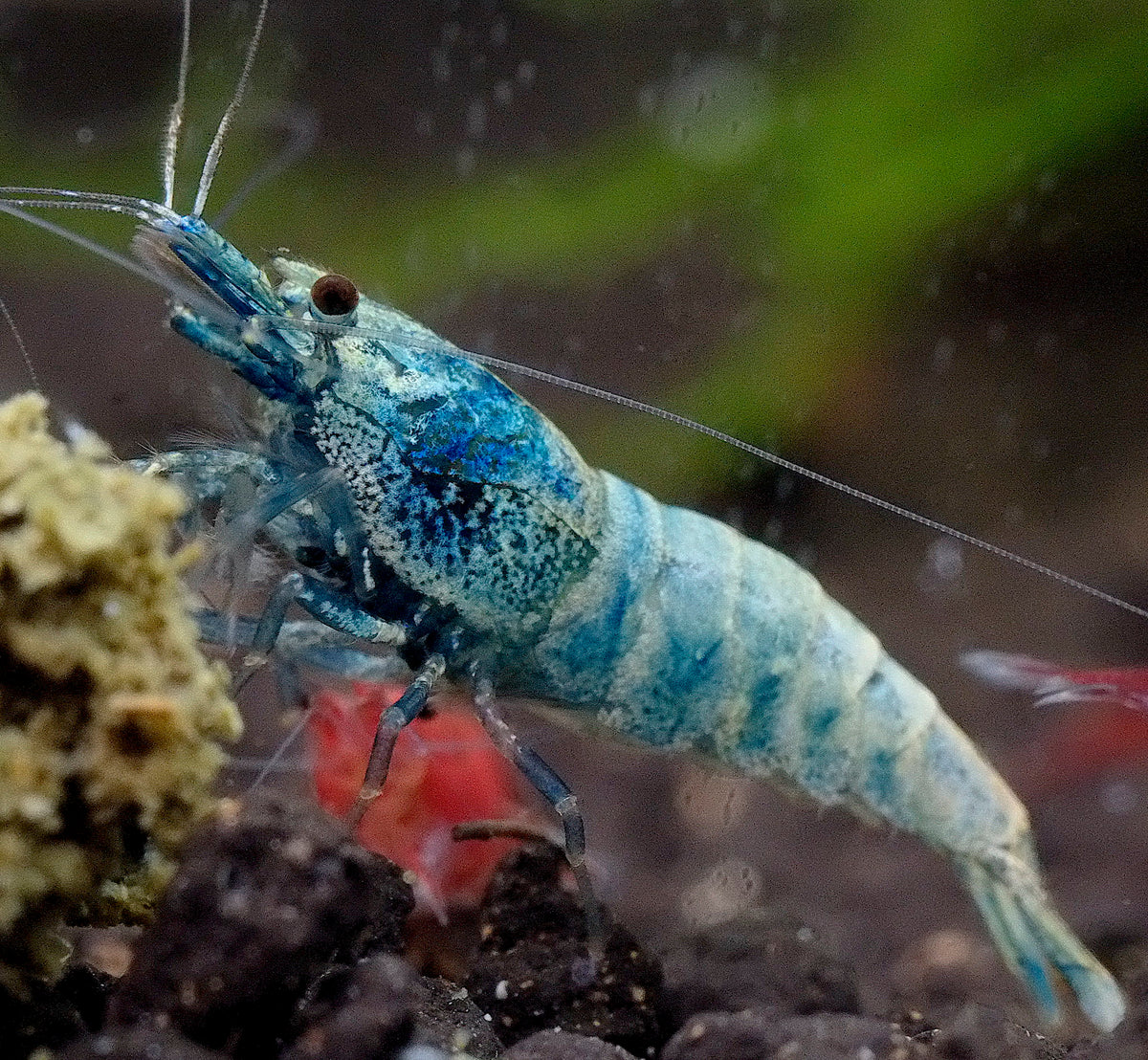 Crevette Bleu Bolt - NageoireBleue