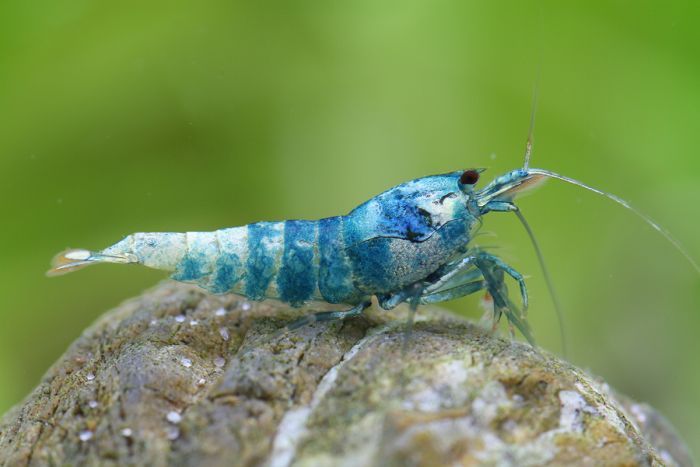 Crevette Bleu Bolt - NageoireBleue