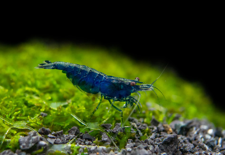 Crevette bleue Bleue - NageoireBleue