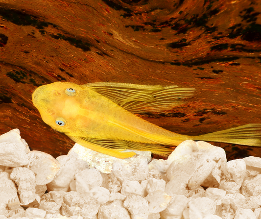 Ancistrus citron aux yeux bleus - NageoireBleue