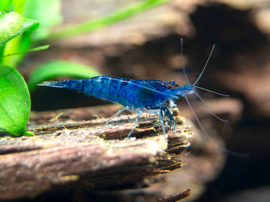 Crevette Blue Velvet de NageoireBleue nageant dans un aquarium avec végétation.