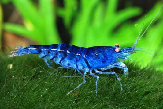 Crevette Blue tiger orange eye - NageoireBleue
