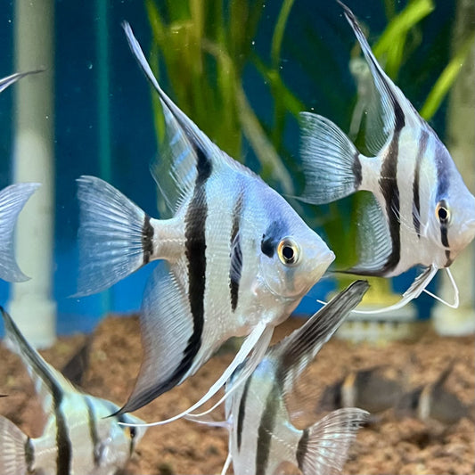 Blue avatar scalaire (Petit) - NageoireBleue