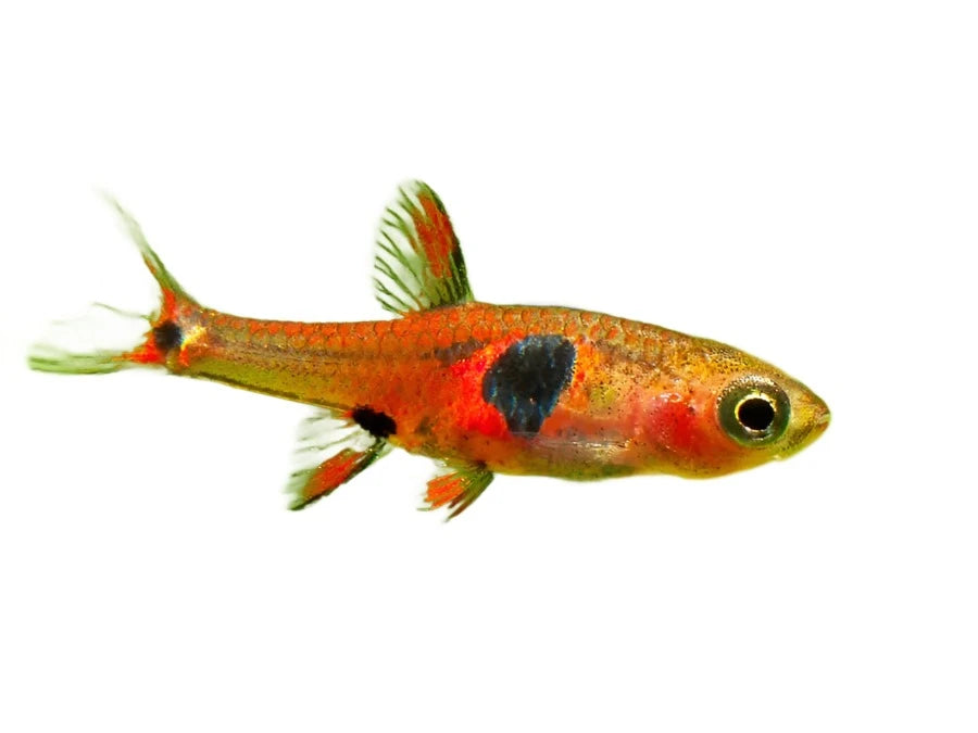 Raspberry Rasbora Rasbora Strawberry