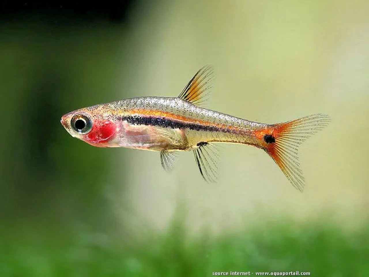 Rasboras Point d’Exclamation