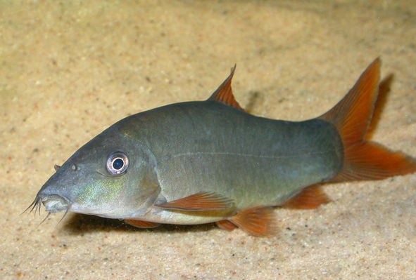 Botias à queue rouge (Livraison)