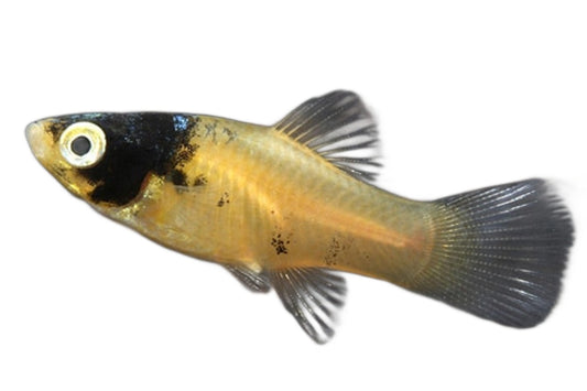 Platy bumble Bee - NageoireBleue