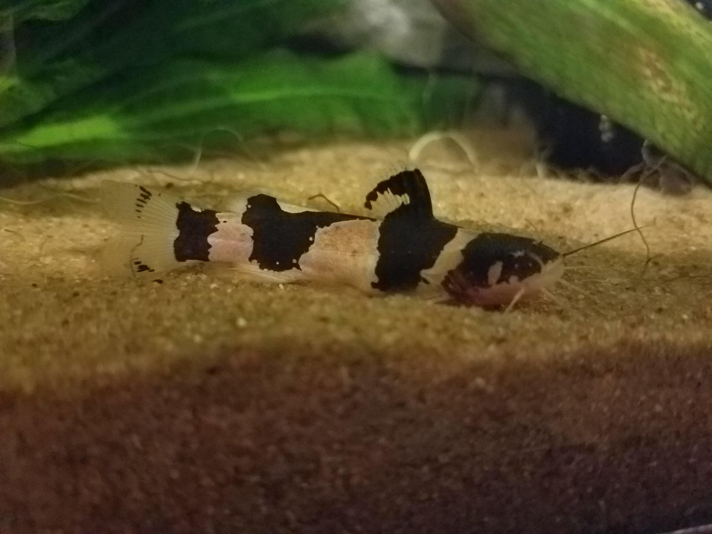 Poisson chat "Bumblebee" (Livraison)