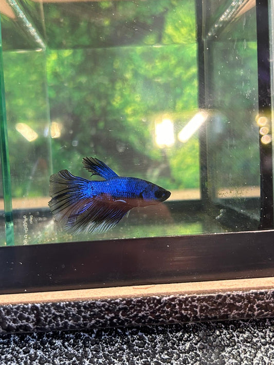 Betta Copper Bleue Reflet Metallique