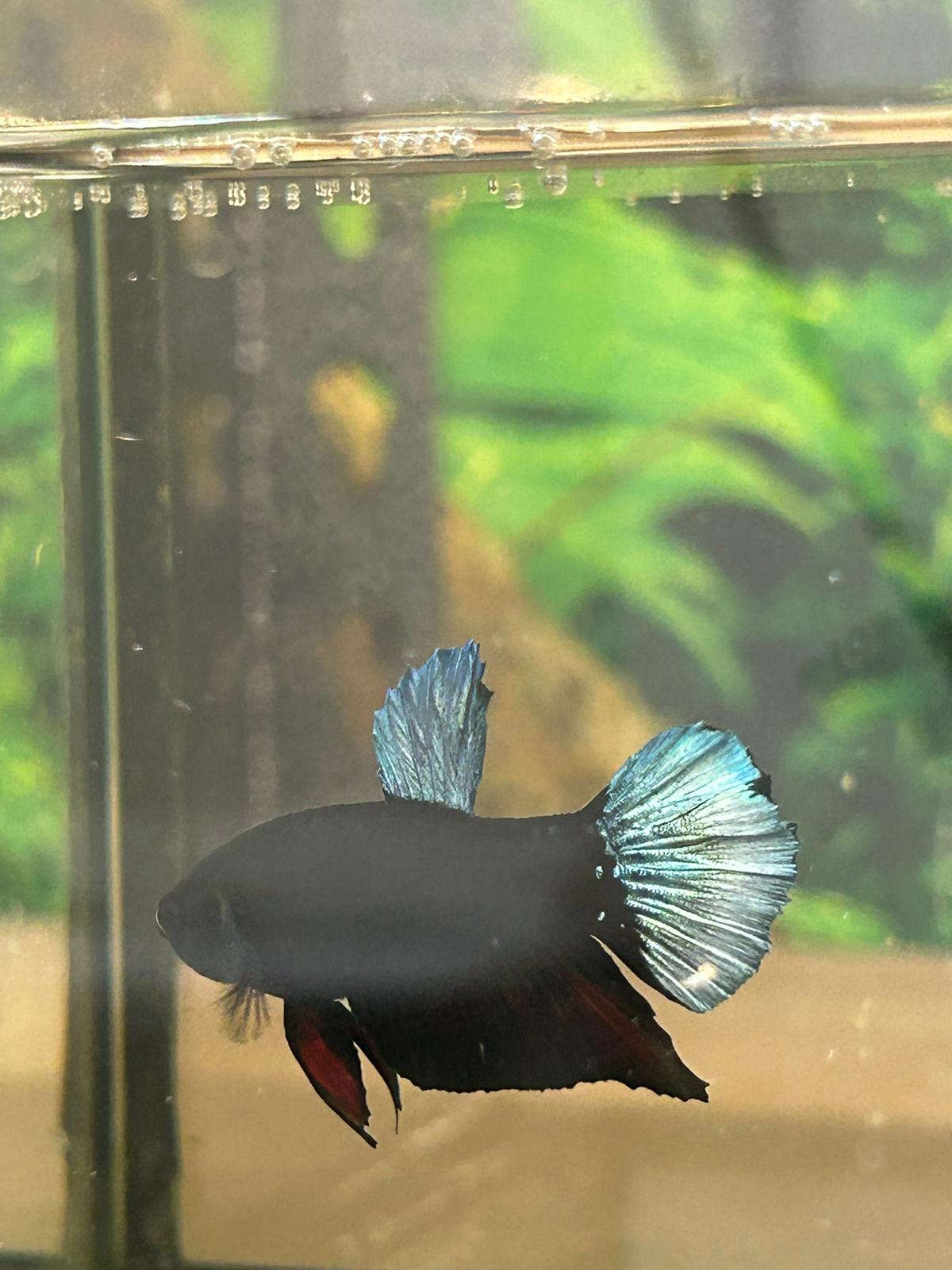 Black Orchid Betta - NageoireBleue