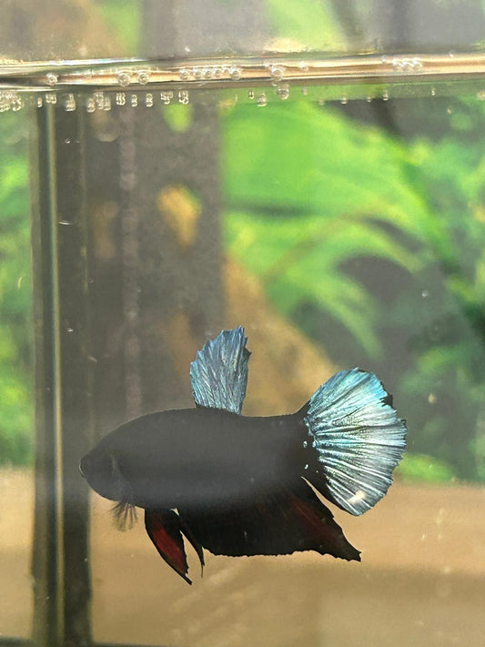 Black Orchid Betta - NageoireBleue
