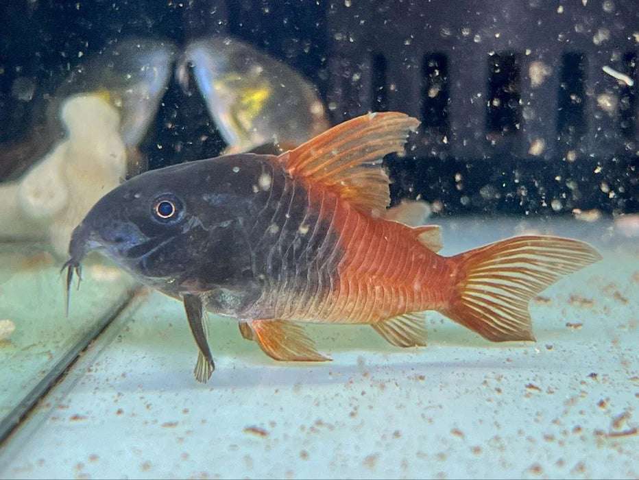 Corydoras CW21 (Sur précommande) - NageoireBleue