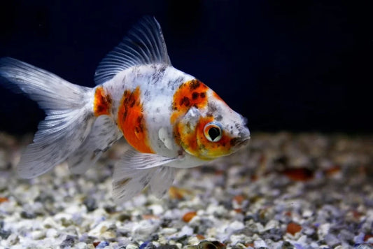 Poisson rouge à queue en éventail Calico (Fantail) - NageoireBleue
