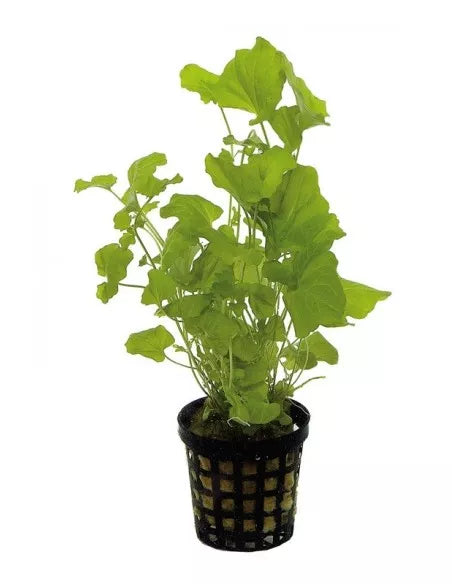 Cardamine lyrata - NageoireBleue