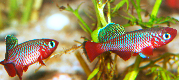 Poisson Killie Cardinal (couple)
