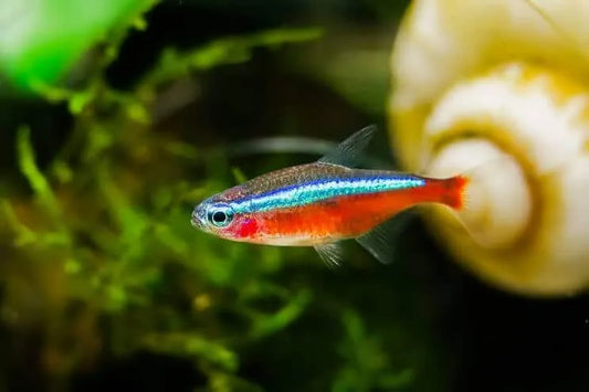 Tetra Cardinal - NageoireBleue