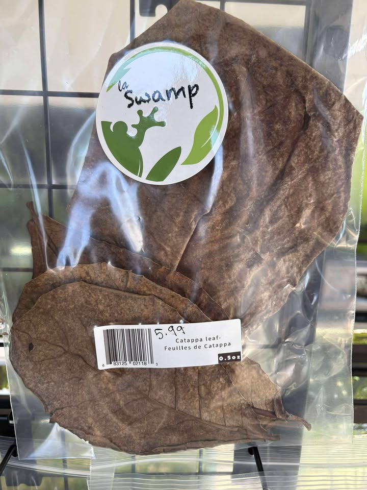 Feuilles de Catappa (0.5 oz) - NageoireBleue