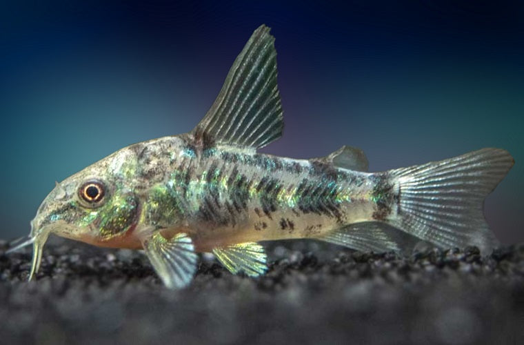 Image of a Peppered Corydora (Corydoras paleatus) fish, a tank mate for Platy (Xiphophorus maculatus)