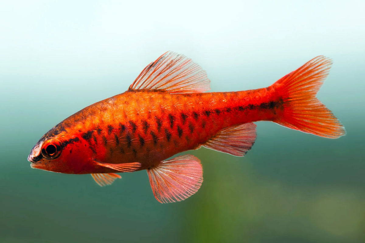 Cherry barb
