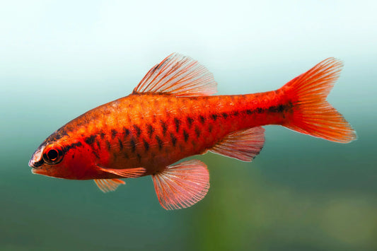 Cherry barb