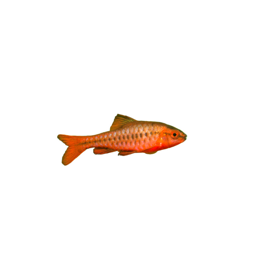 Cherry barb - NageoireBleue
