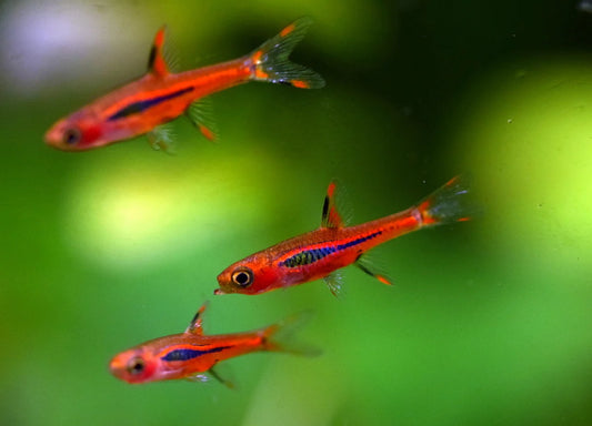 chili rasbora **(DISPONIBLE LE 20 AOÛT — PRÉRÉSERVEZ DÈS MAINTENANT)**