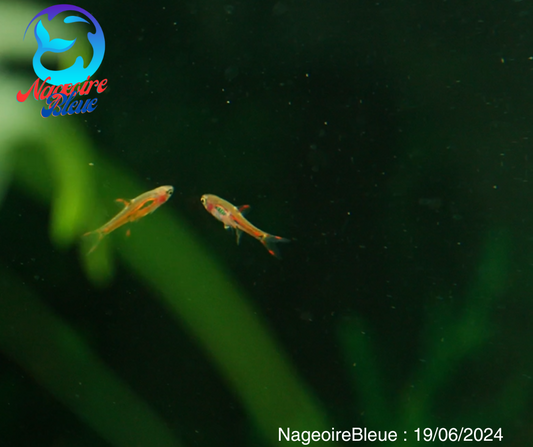 chili rasbora (Boraras brigittae) - NageoireBleue
