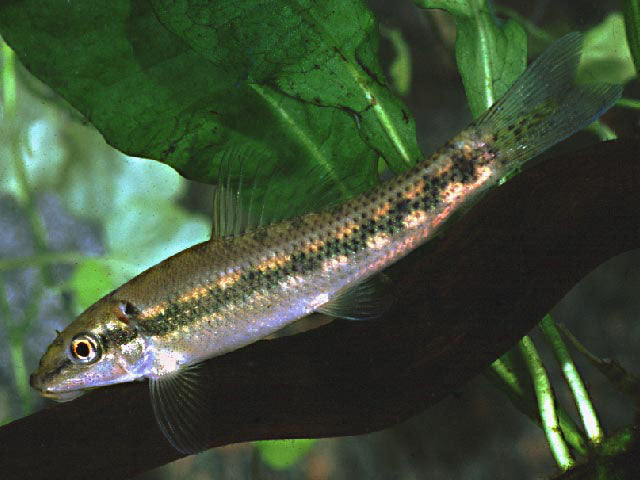 Chinese algae eater - NageoireBleue
