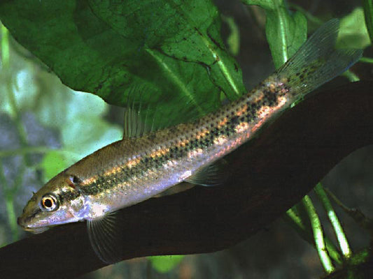 Poisson mangeur d'algues chinois NageoireBleue nageant dans un aquarium avec plantes aquatiques.