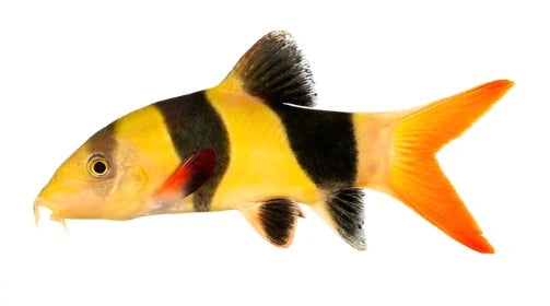 Clown Loach (Botia macracantha) - NageoireBleue