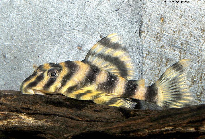 Pleco clown L103 - NageoireBleue