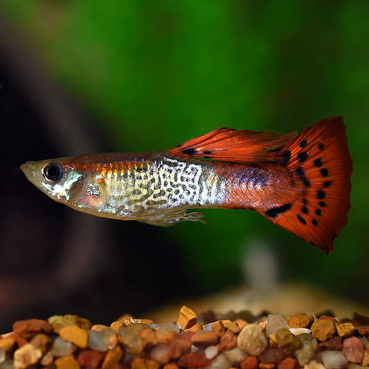 Couple de Guppy Cobra Rouge - NageoireBleue