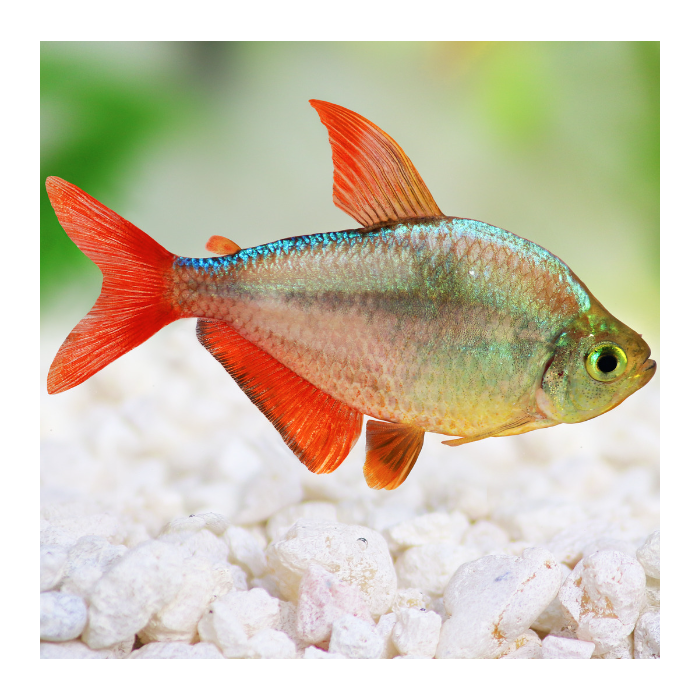 Tétra Colombien (Sur livraison)