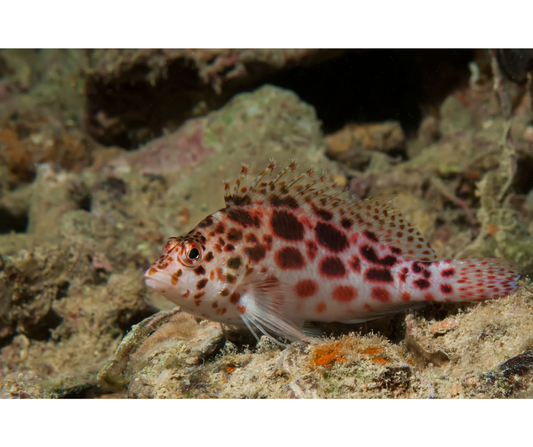 Coral HAWKFISH Cirrhitichthys Oxycephalus - NageoireBleue