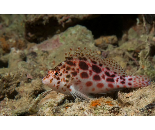 Coral HAWKFISH Cirrhitichthys Oxycephalus