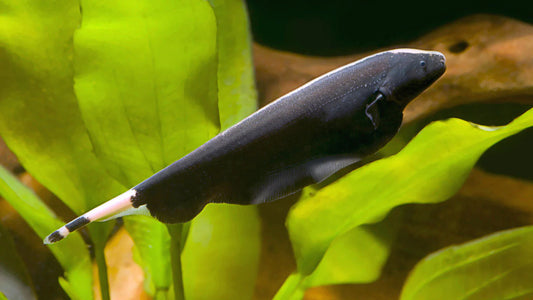 Poissons-couteaux (Knife Fish) noir - NageoireBleue
