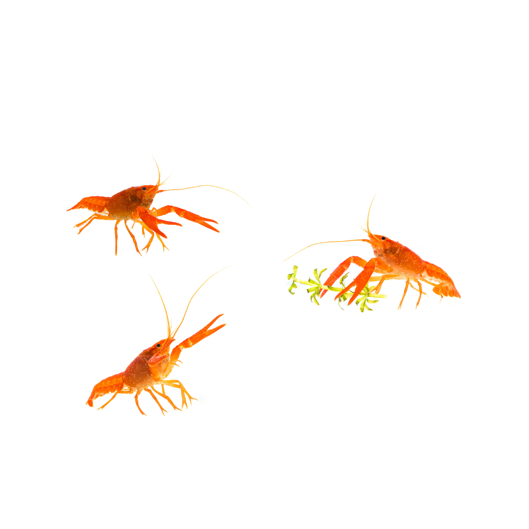 Dwarf mexican crayfish - NageoireBleue