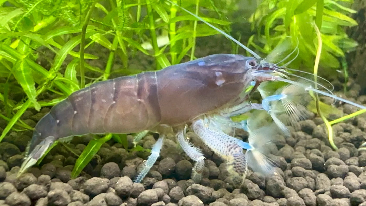 Crevette filtreuse du Gabon bleue